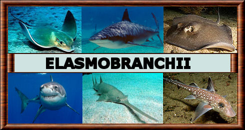 Elasmobranchii