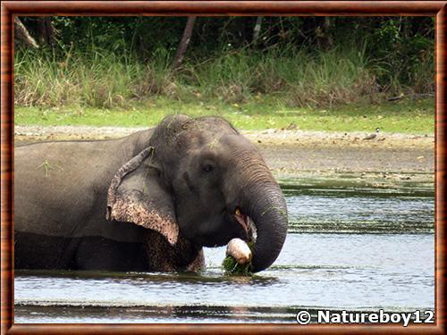 Éléphant d’Asie au Sri Lanka Elephant d’Asie au Sri Lanka