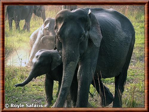 Éléphant d’Asie femelle et son éléphanteau Elephant d’Asie et elephanteau