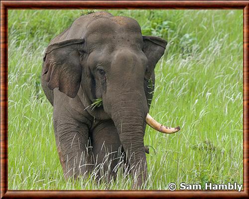 Gros plan de l'éléphant d’Asie Elephant d’Asie gros plan