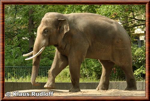 Éléphant d’Asie mâle au zoo de Berlin Elephant d’Asie male zoo de Berlin