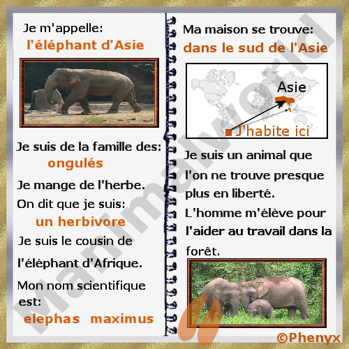 Fiche pour enfants de l'éléphant d'Asie Elephant d'Asie pour enfants