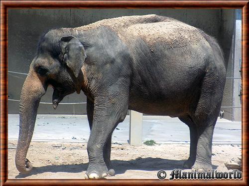 Éléphant d’Asie au zoo d’Amiens, France Elephant d’Asie zoo Amiens