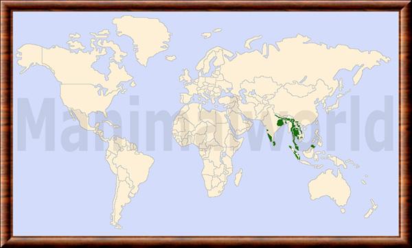Carte de répartition de l’éléphant d’Asie Elephas maximus distribution
