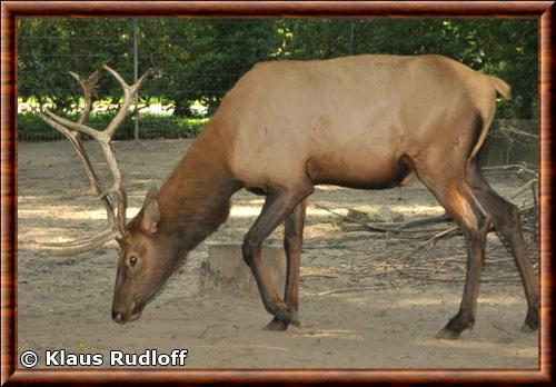 Elk (Cervus elaphus canadensis)