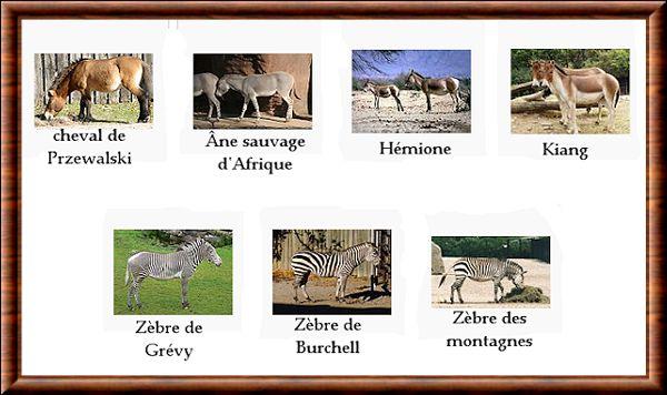 Equidae famille