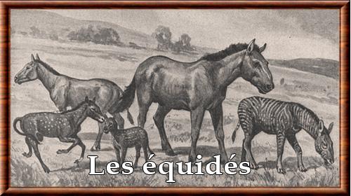 Equidae