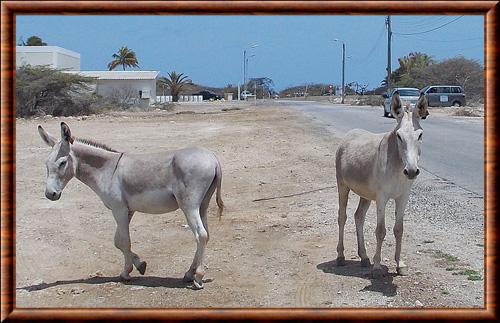 Ane sauvage de Nubie (Equus africanus africanus)