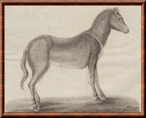 Equus ferus