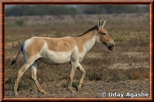 Equus hemionus khur