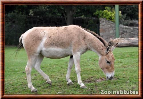 Equus hemionus onager