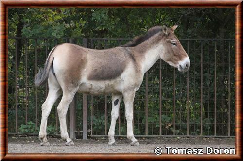 Kiang oriental (Equus kiang holdereri)