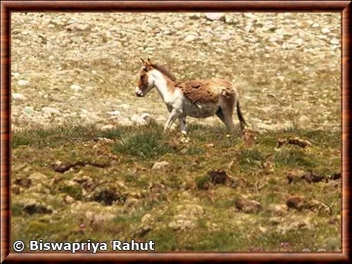 Kiang du Sud (Equus kiang polyodon)