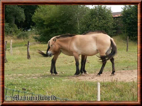 Equus przewalskii