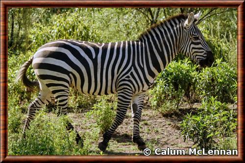 Equus quagga boehmi