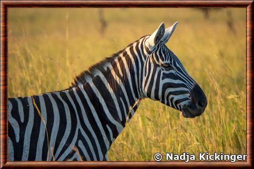 Equus quagga borensis