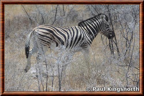 Equus quagga burchellii