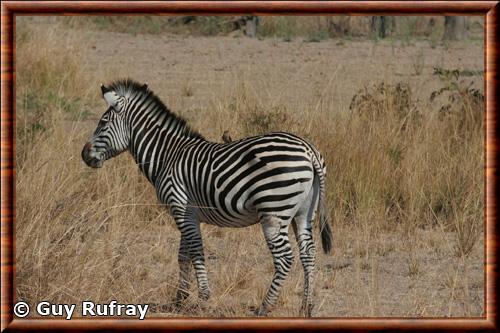 Equus quagga crawshayi