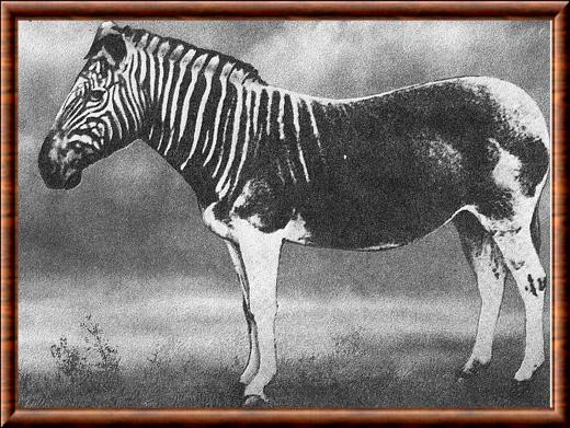 Equus quagga quagga