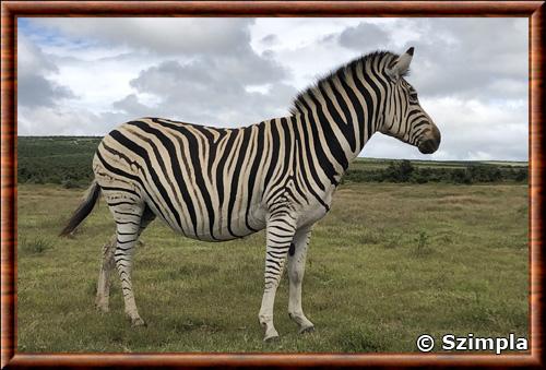 Equus quagga