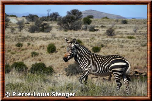 Equus zebra