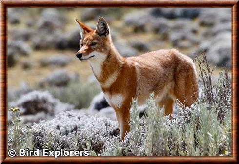 Ethiopian wolf