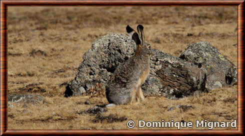 Ethiopian highland hare