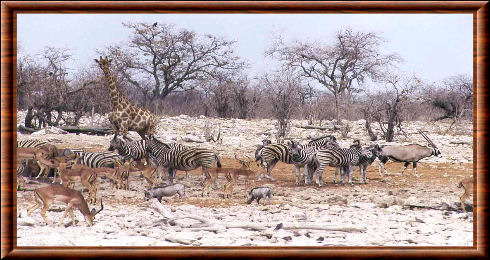 Faune d'Etosha