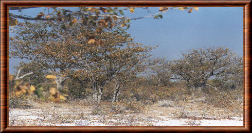 Forêt de mopane d'Etosha