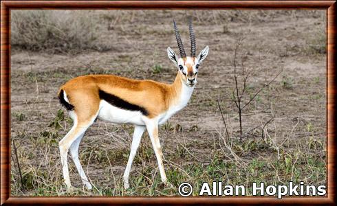 Gazelle de Thomson du Serengeti (Eudorcas thomsonii nasalis)