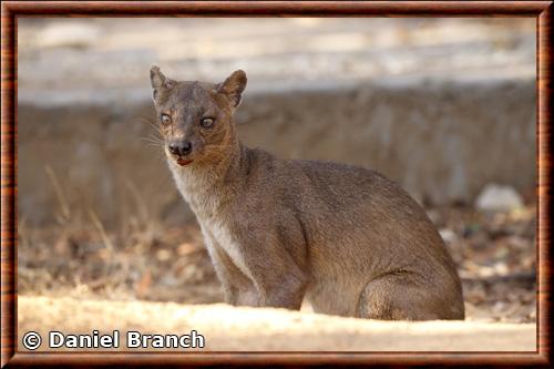 Eupleridae fossa