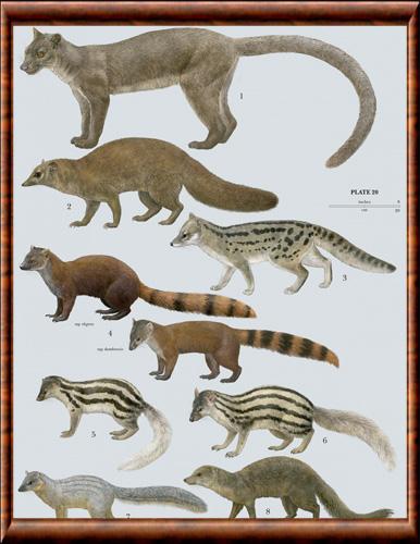 Eupleridae Madagascar Carnivores