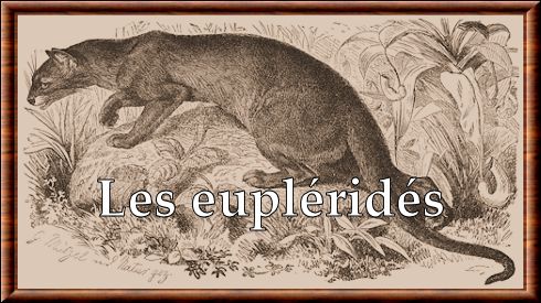 Eupleridae