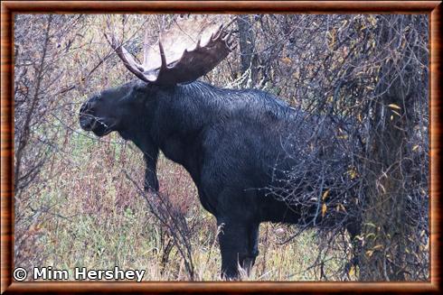 Eurasian elk