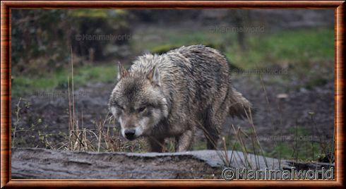 Eurasian wolf