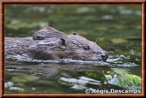 European beaver