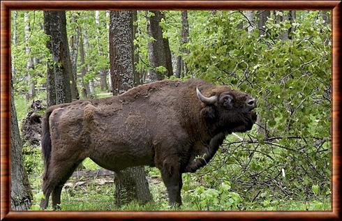 European bison