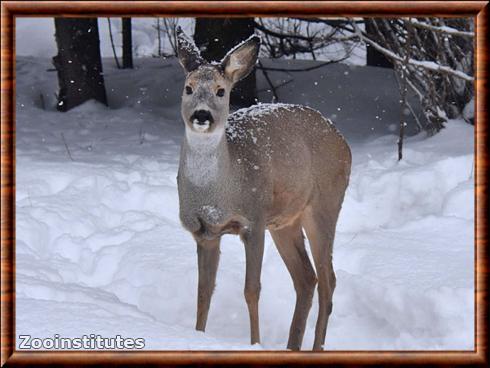 European Roe Deer (Capreolus capreolus)