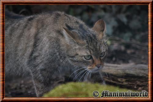 European wildcat (Felis silvestris silvestris)