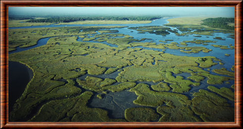 Marécages des Everglades