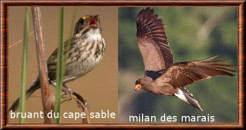 Bruant du Cape Sable et milan des marais