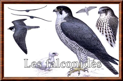 Falconidae