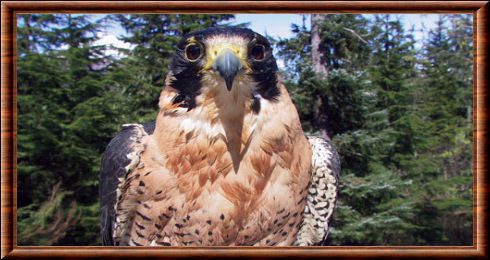 Falconidae 01