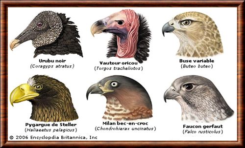 Falconiformes