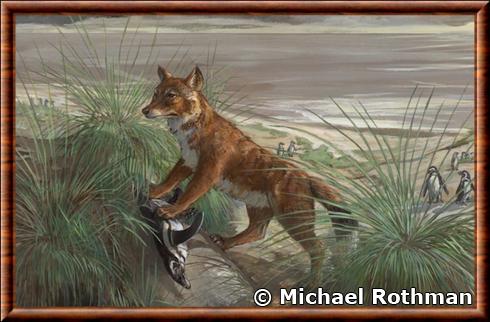 Falkland islands wolf