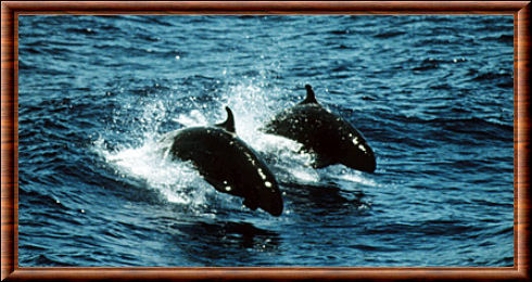 False Killer Whale