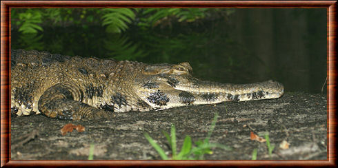 Faux-gavial d'Afrique (Mecistops cataphractus)