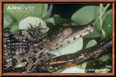 Faux-gavial d'Afrique 02