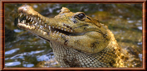 Faux-gavial d'Afrique 03
