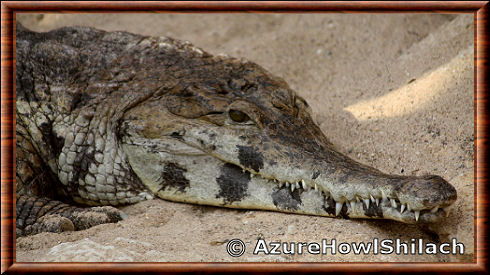 Faux-gavial d'Afrique 06